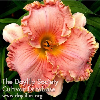 Daylily Spanish Conquest 